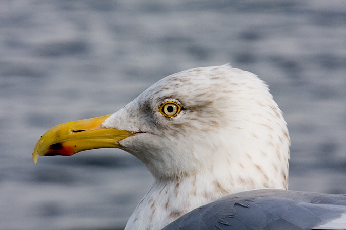 Herring Gull at Old Saybrook, Connecticut