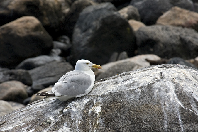 Herring Gull at Great Captain Island, Greenwich, Connecticut