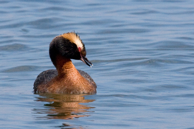 Horned Grebe at Hammonasset Beach State Park, Connecticut