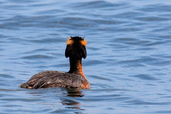 Horned Grebe at Hammonasset Beach State Park, Connecticut