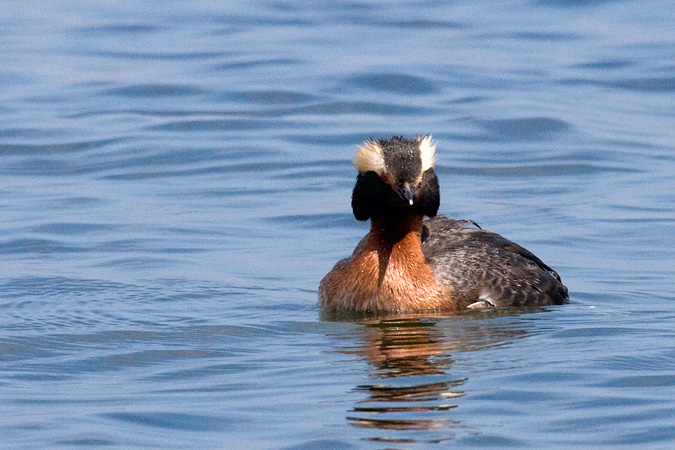 Horned Grebe at Hammonasset Beach State Park, Connecticut