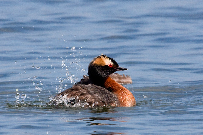 Horned Grebe at Hammonasset Beach State Park, Connecticut