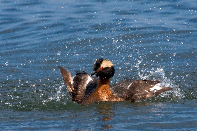 Horned Grebe at Hammonasset Beach State Park, Connecticut