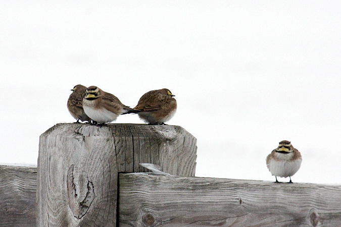 Horned Lark, Hammonasset Beach State Park, Madison, CT