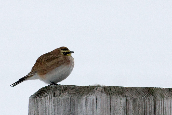 Horned Lark, Hammonasset Beach State Park, Madison, CT