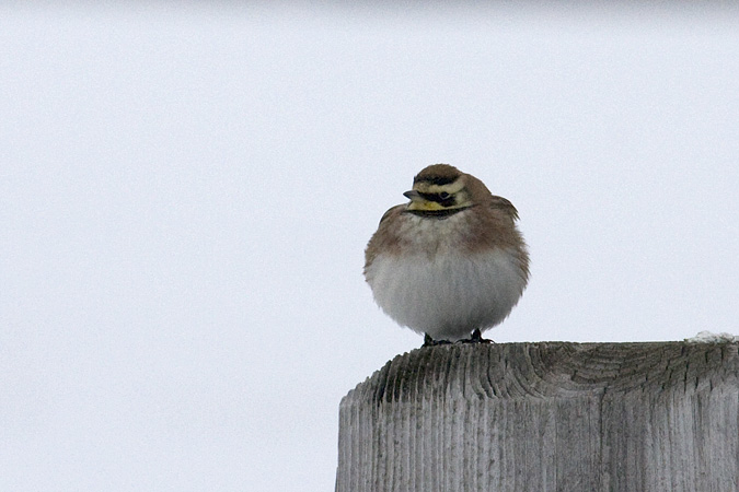 Horned Lark, Hammonasset Beach State Park, Madison, CT