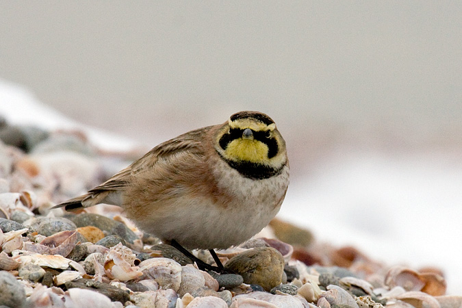 Horned Lark, Long Beach, Stratford, CT