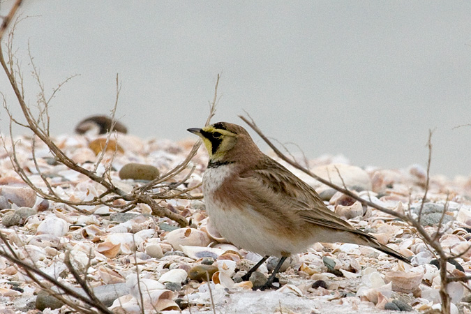 Horned Lark, Long Beach, Stratford, CT