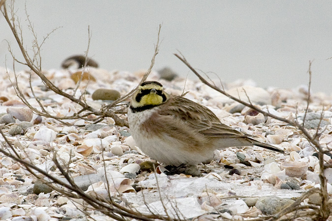 Horned Lark, Long Beach, Stratford, CT