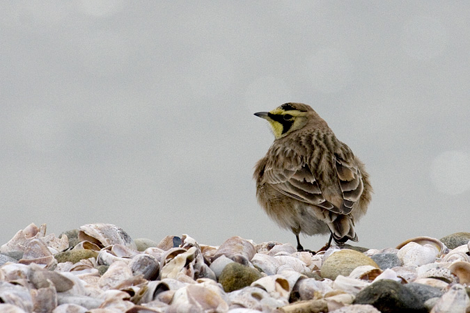 Horned Lark, Long Beach, Stratford, CT