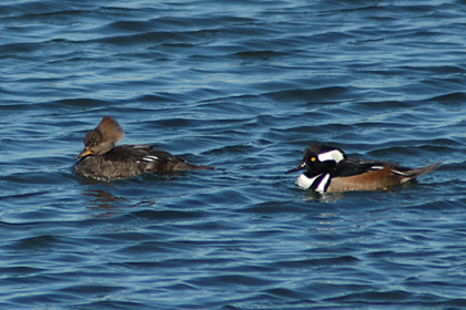 Hooded Mergansers at Greenwich Point Park (female at left), Greenwich, CT