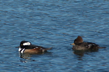 Hooded Mergansers (male at left) at Greenwich Point Park, Greenwich, CT