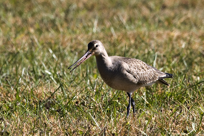 Hudsonian Godwit, Hammonasset Beach State Park, Madison, Connecticut