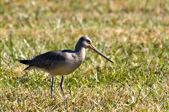 Hudsonian Godwit, Hammonasset Beach State Park, Madison, Connecticut