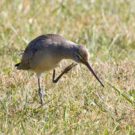 Hudsonian Godwit, Hammonasset Beach State Park, Madison, Connecticut