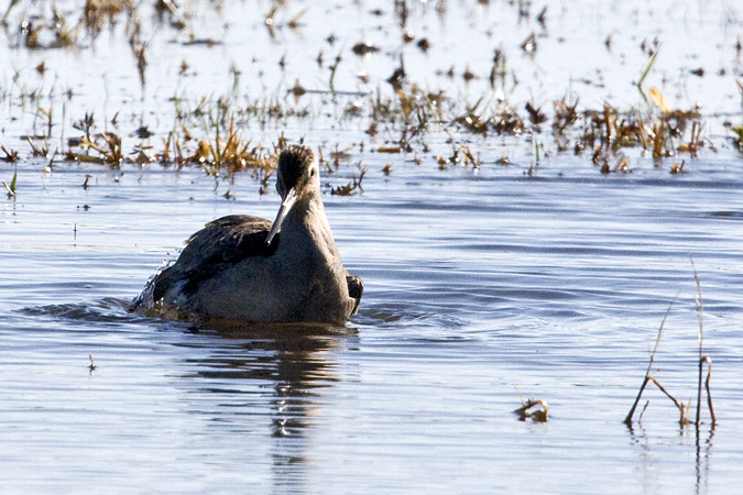 Hudsonian Godwit, Hammonasset Beach State Park, Madison, Connecticut