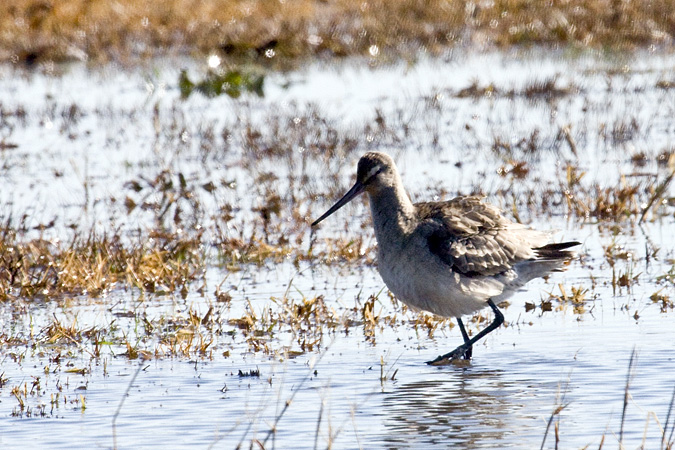 Hudsonian Godwit, Hammonasset Beach State Park, Madison, Connecticut