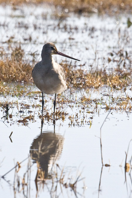 Hudsonian Godwit, Hammonasset Beach State Park, Madison, Connecticut