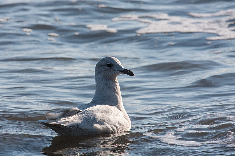 Iceland Gull, Hammonasset Beach State Park, Madison, Connecticut