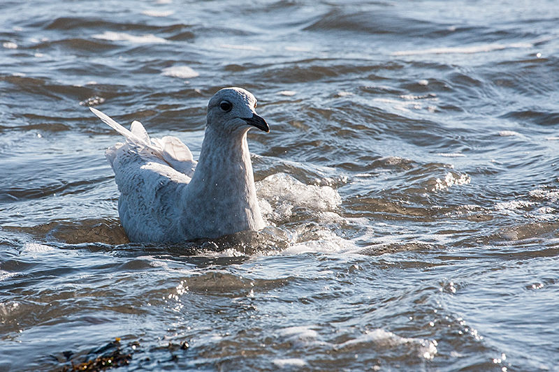 Iceland Gull, Hammonasset Beach State Park, Madison, Connecticut