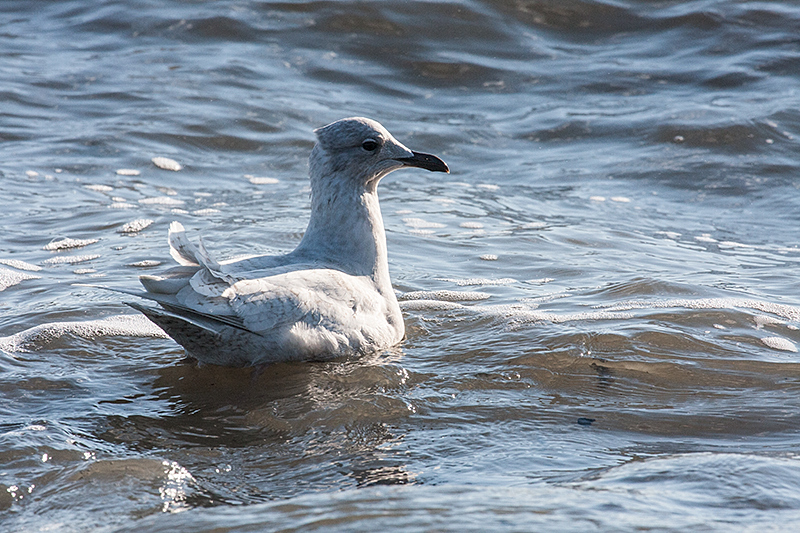 Iceland Gull, Hammonasset Beach State Park, Madison, Connecticut