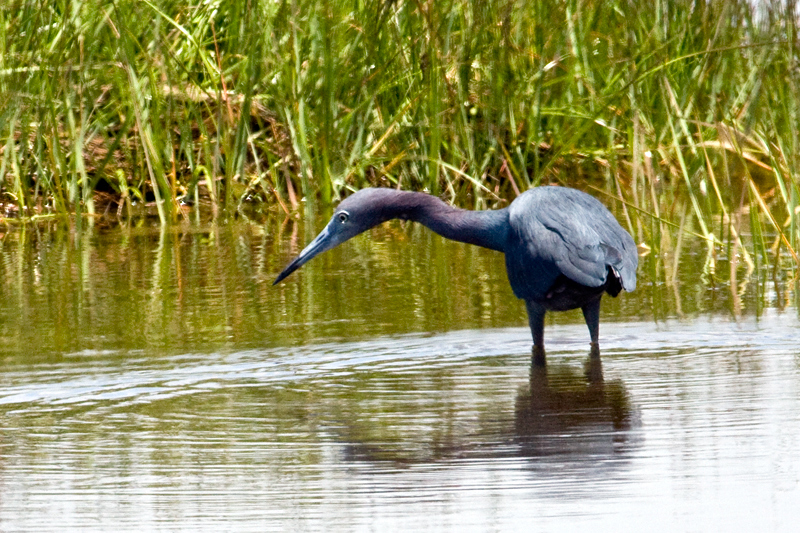 Little Blue Heron, Hammonasset Beach State Park, Madison, CT