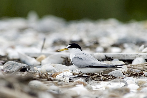 Least Tern, Milford, Connecticut