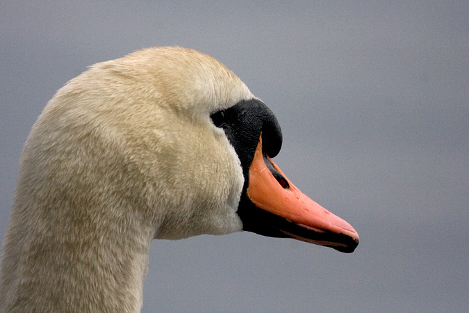 Mute Swan, Holly Pond, Stamford, Connecticut