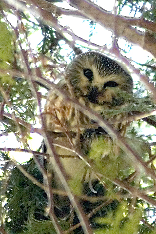 Northern Saw-whet Owl, Sherwood Island State Park, Westport, Connecticut