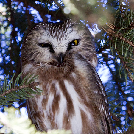 Northern Saw-whet Owl at Sherwood Island State Park, CT