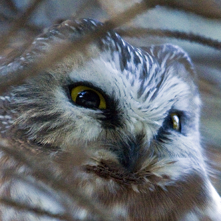 Northern Saw-whet Owl at Sherwood Island State Park, CT