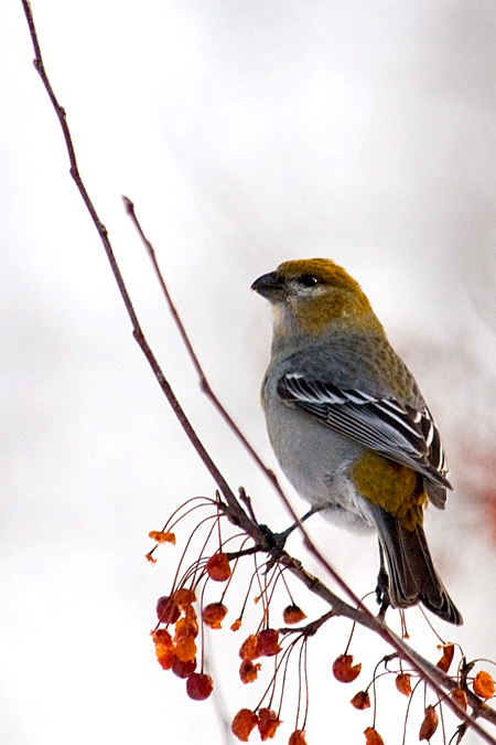 Female Pine Grosbeak, Winsted, Connecticut