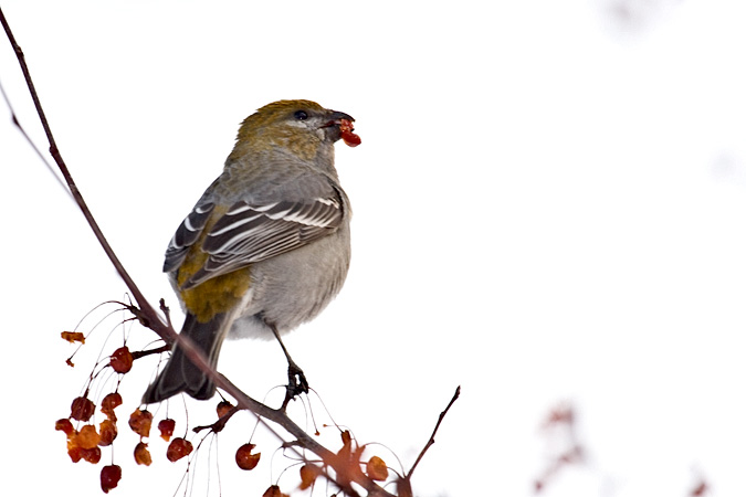 Female Pine Grosbeak, Winsted, Connecticut