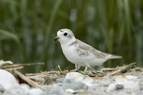 Piping Plover, Milford, Connecticut