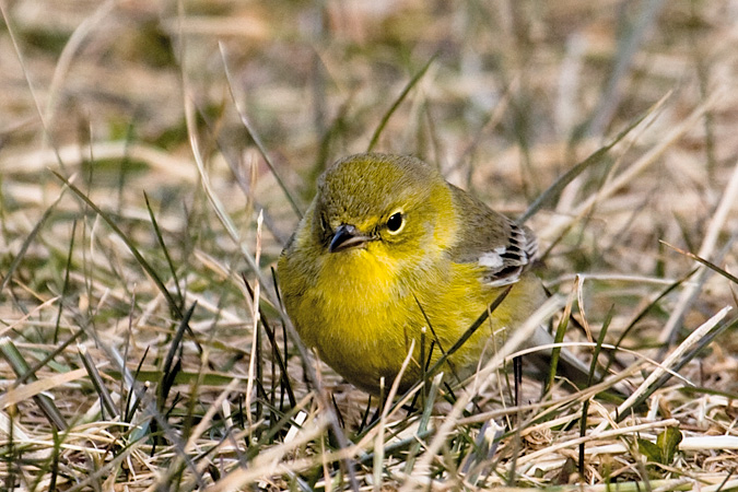 Pine Warbler, Hammonasset Beach State Park, Madison, Connecticut