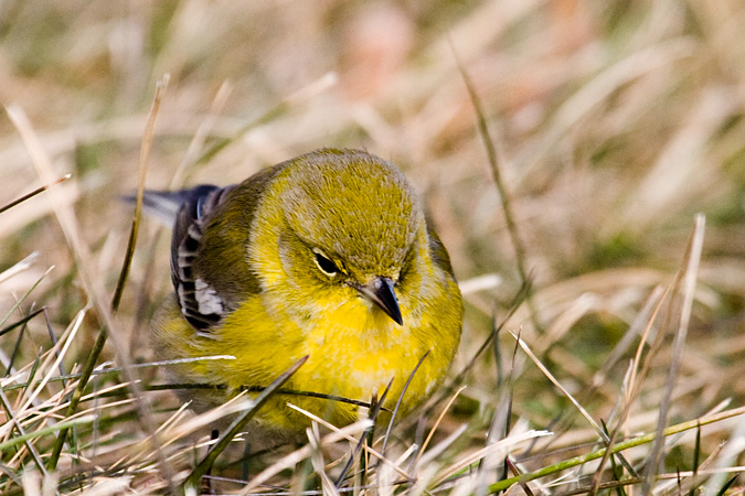 Pine Warbler, Hammonasset Beach State Park, Madison, Connecticut