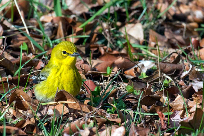 Pine Warbler, Hammonasset Beach State Park, Madison, Connecticut