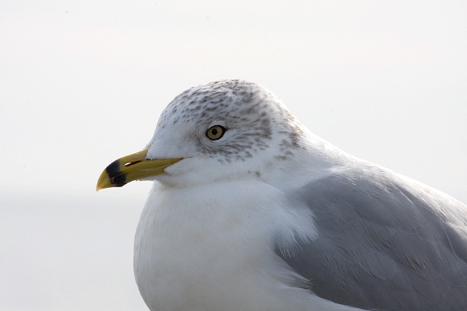 Ring-billed Gull at Old Saybrook, Connecticut