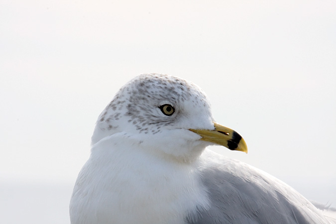 Ring-billed Gull at Old Saybrook, Connecticut