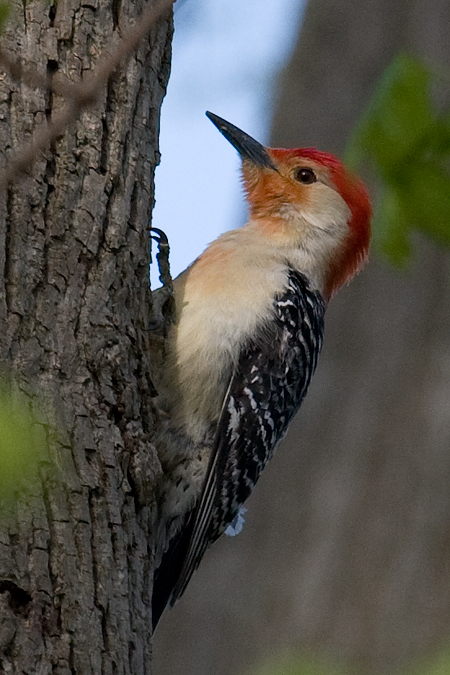 Male Red-bellied Woodpecker, Cove Island Wildlife Sanctuary, Stamford, Connecticut