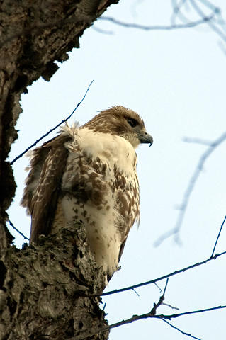 Red-tailed Hawk at Greenwich Point Park, Greenwich, CT