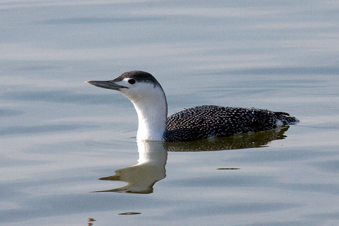 Red-throated Loon at Hammonasset Beach State Park, Madison, Connecticut