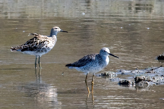 Ruff (with Greater Yellowlegs), Grace K. Salmon Park, Westport, CT