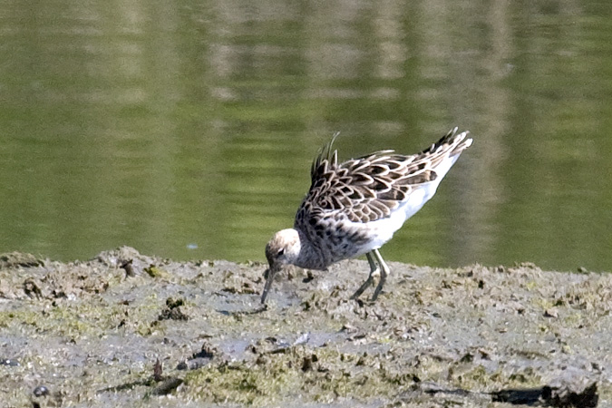 Ruff, Grace K. Salmon Park, Westport, CT