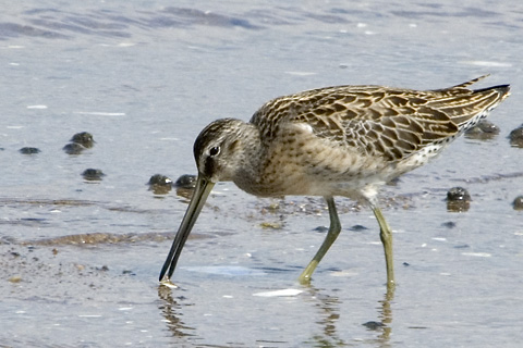 Short-billed Dowitcher, Sandy Point, New Haven Connecticut