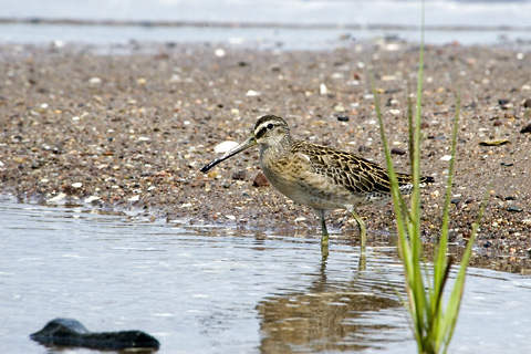 Short-billed Dowitcher, Sandy Point, New Haven Connecticut