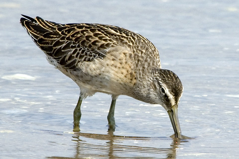 Short-billed Dowitcher, Sandy Point, New Haven Connecticut