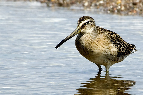 Short-billed Dowitcher, Sandy Point, New Haven Connecticut