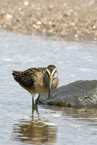 Short-billed Dowitcher, Sandy Point, New Haven Connecticut