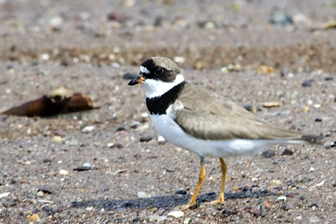 Semipalmated Plover, Sandy Point, New Haven, Connecticut